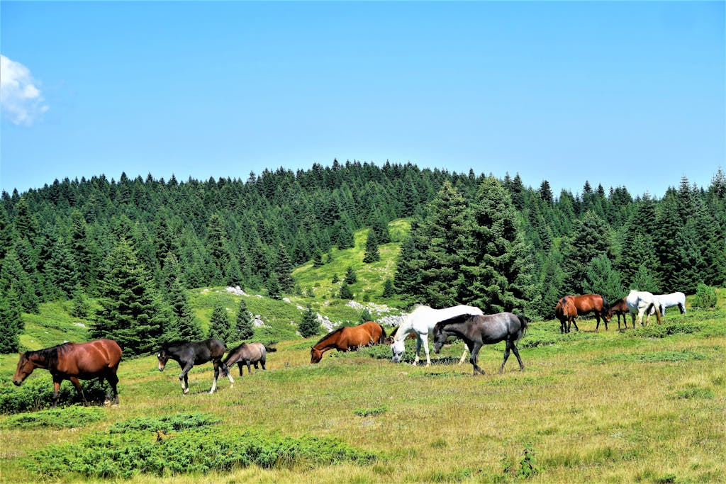 A scenic view of horses grazing in lush pastures surrounded by forests in Gerede, Türkiye.